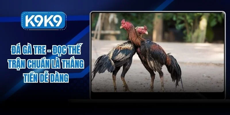 đá gà tre