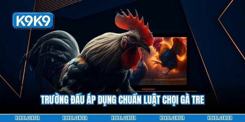 Trường đấu áp dụng chuẩn luật chọi gà tre